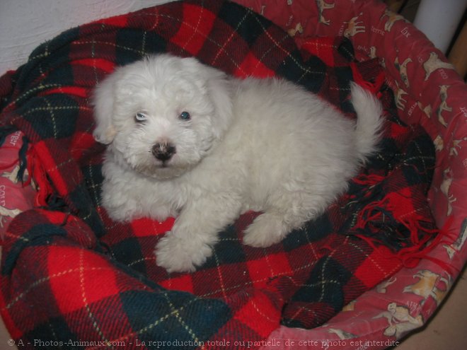 Photo de Coton de tulear