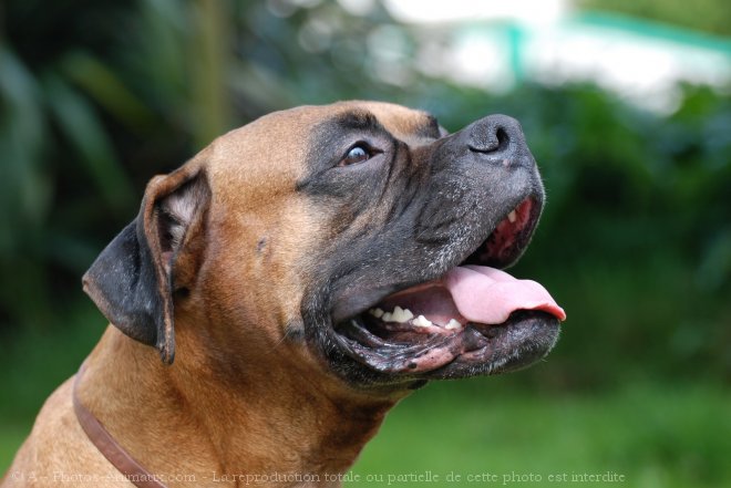 Photo de Boxer