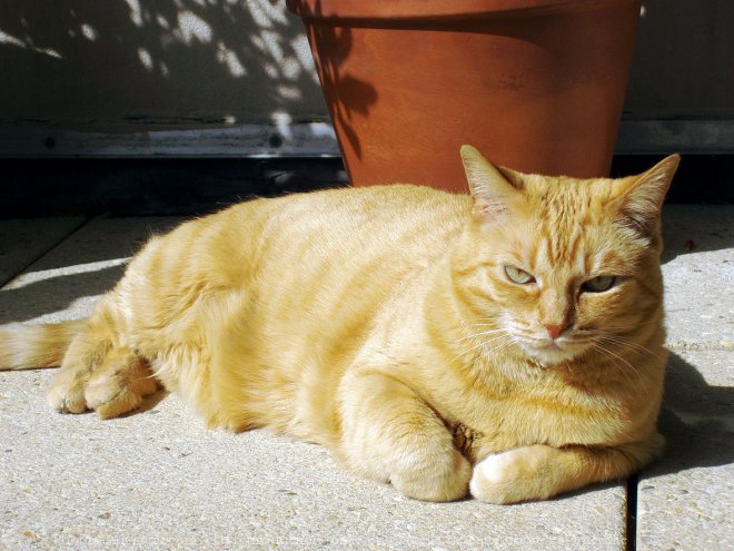 Photo de Chat domestique