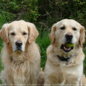 Photo de Golden retriever