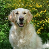 Photo de Golden retriever