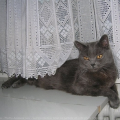 Photo de Chartreux