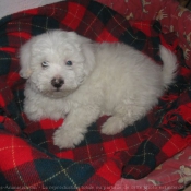 Photo de Coton de tulear