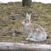 Photo de Lapin