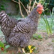 Photo de Poule