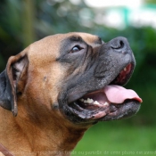 Photo de Boxer