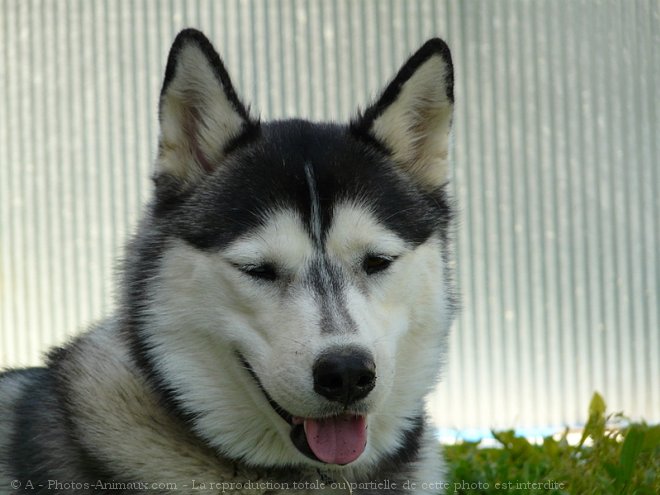 Photo de Husky siberien