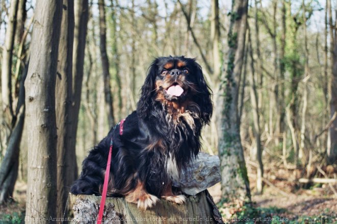 Photo de Cavalier king charles spaniel