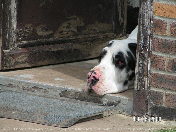 Photo de Dogue allemand