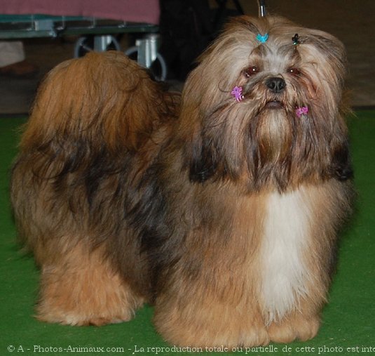 Photo de Lhassa apso