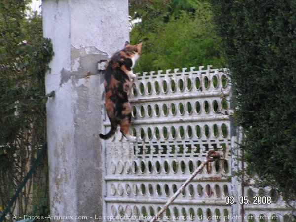 Photo de Chat domestique