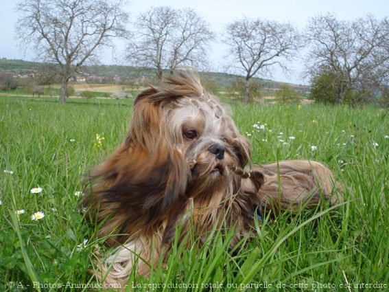 Photo de Lhassa apso