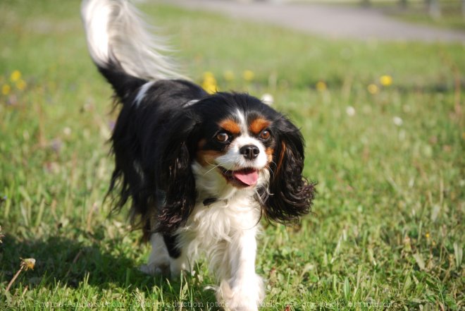 Photo de Cavalier king charles spaniel