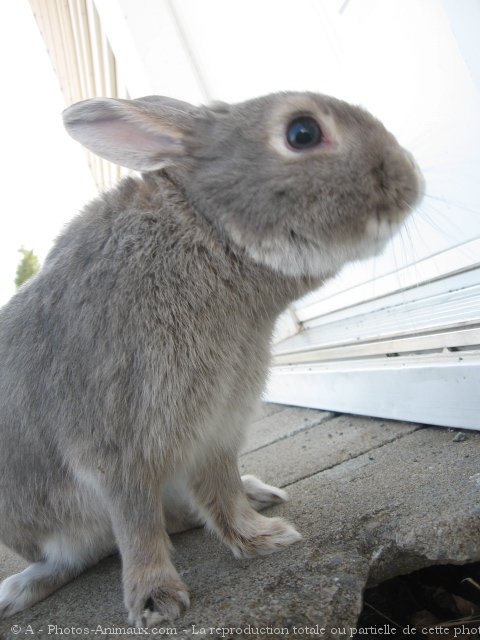 Photo de Lapin