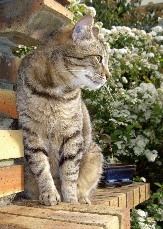 Photo de Chat domestique