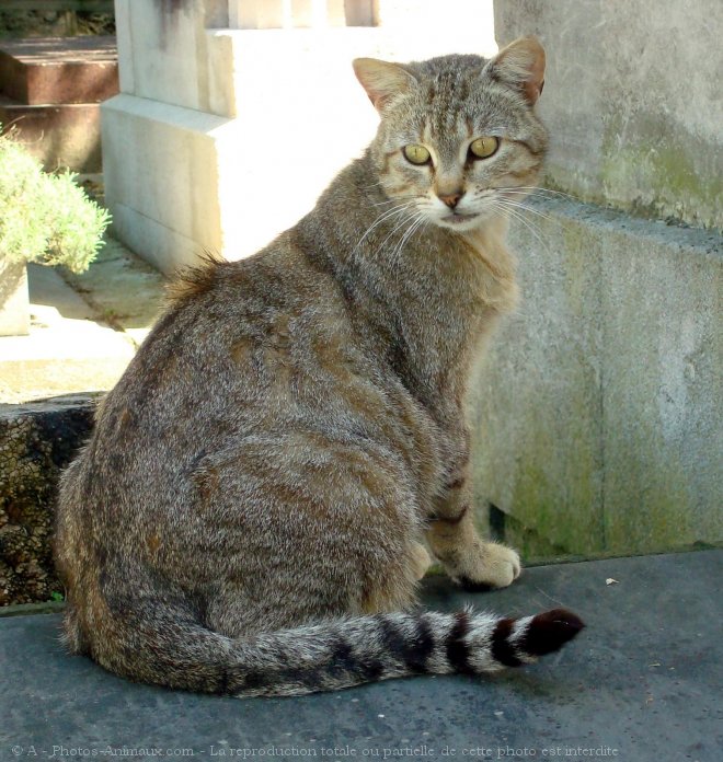 Photo de Chat domestique