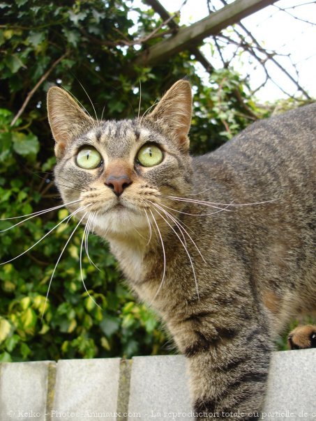 Photo de Chat domestique