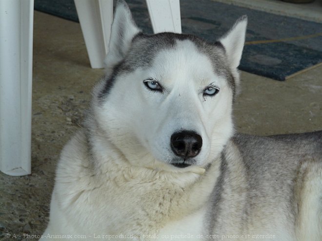 Photo de Husky siberien