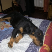 Photo de Jagdterrier allemand