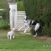 Photo de Dogue allemand