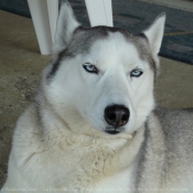 Photo de Husky siberien