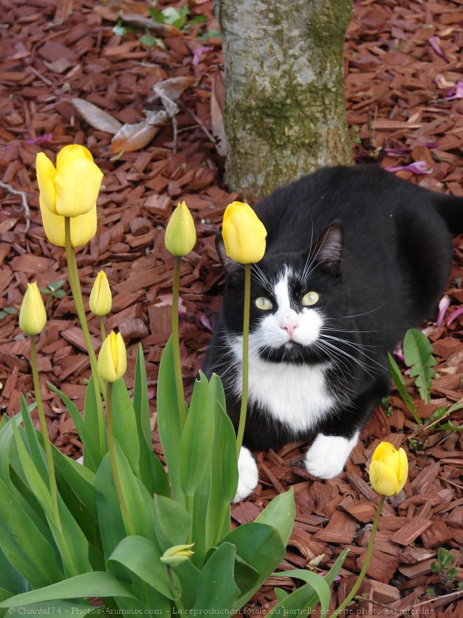 Photo de Chat domestique