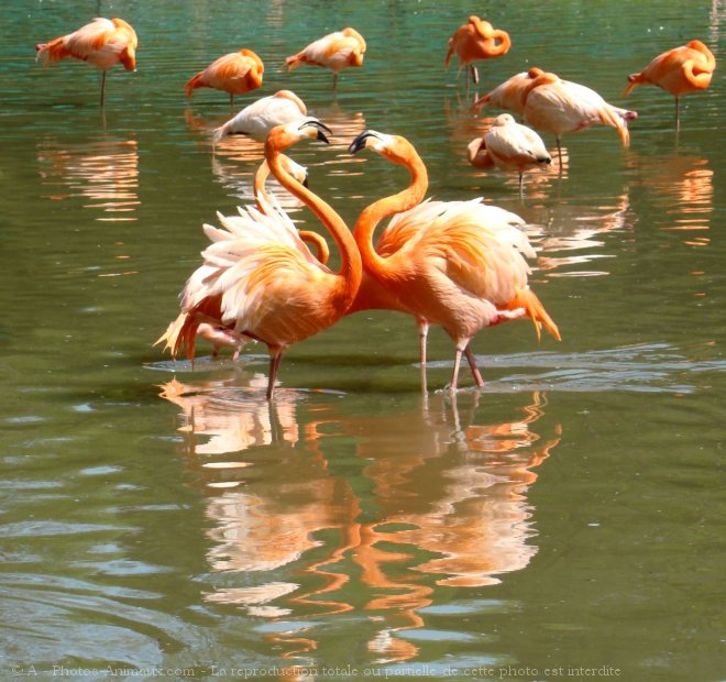 Photo de Flamand rose