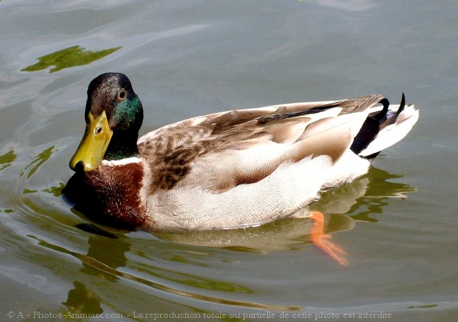 Photo de Canard colvert