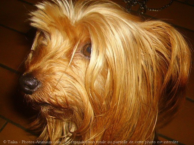 Photo de Yorkshire terrier