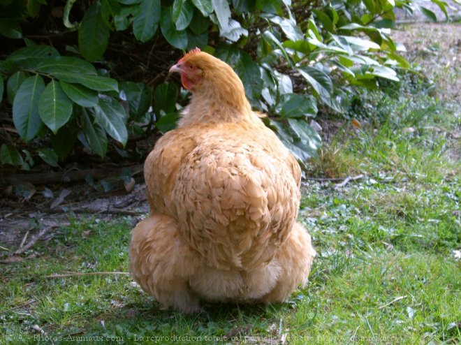 Photo de Poule