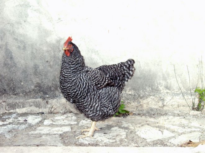 Photo de Poule