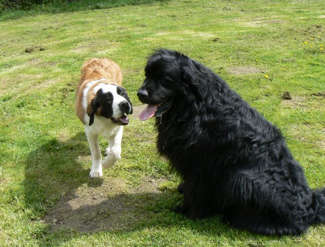 Photo de Races diffrentes