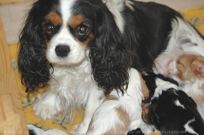 Photo de Cavalier king charles spaniel