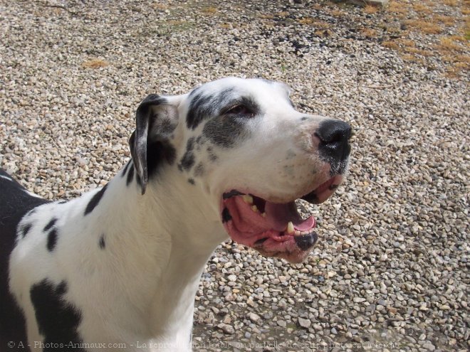 Photo de Dogue allemand