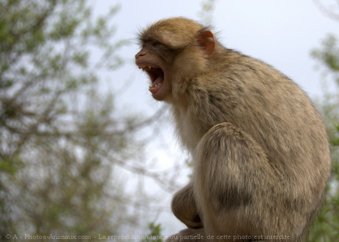 Photo de Singe