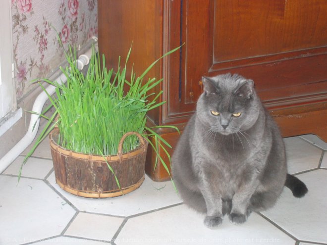 Photo de Chartreux