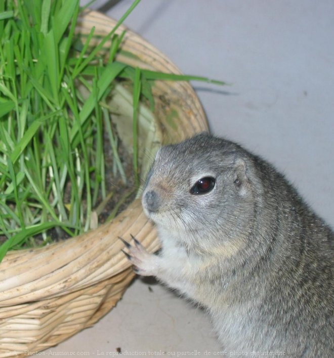 Photo de Chien de prairie