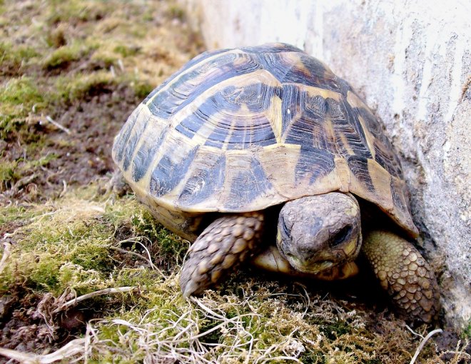 Photo de Tortue