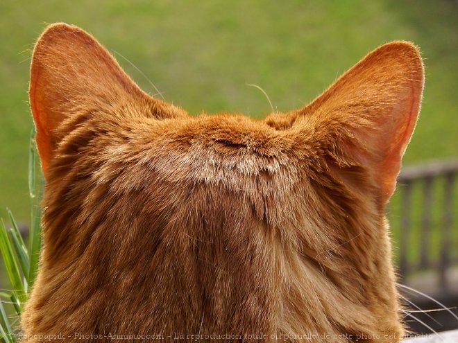 Photo de Chat domestique