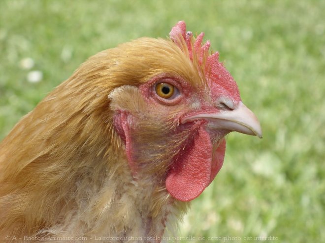 Photo de Poule