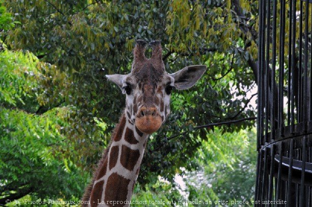 Photo de Girafe