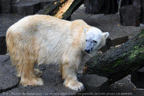 Photo d'Ours