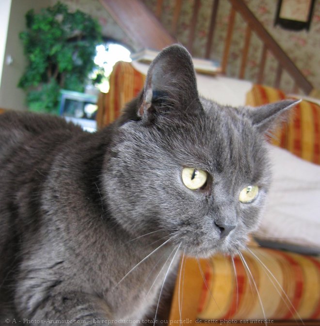 Photo de Chartreux