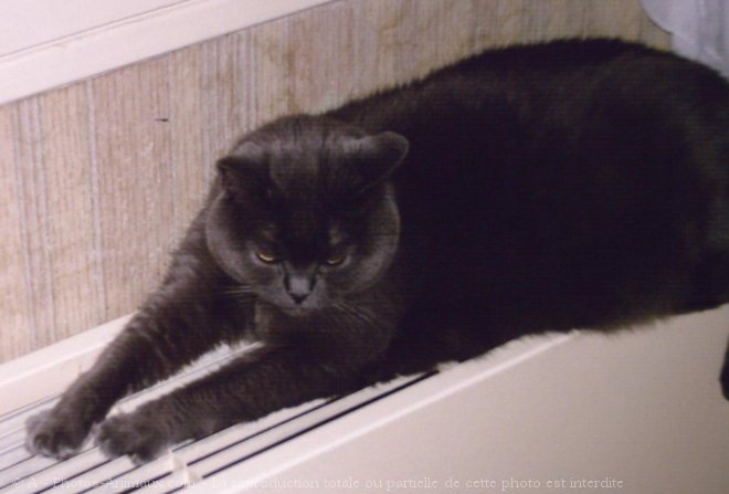 Photo de Chartreux