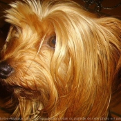 Photo de Yorkshire terrier