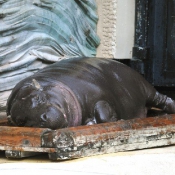 Photo de Hippopotame