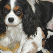 Photo de Cavalier king charles spaniel