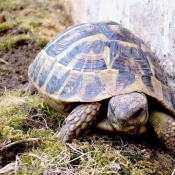 Photo de Tortue