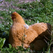 Photo de Poule