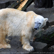 Photo d'Ours